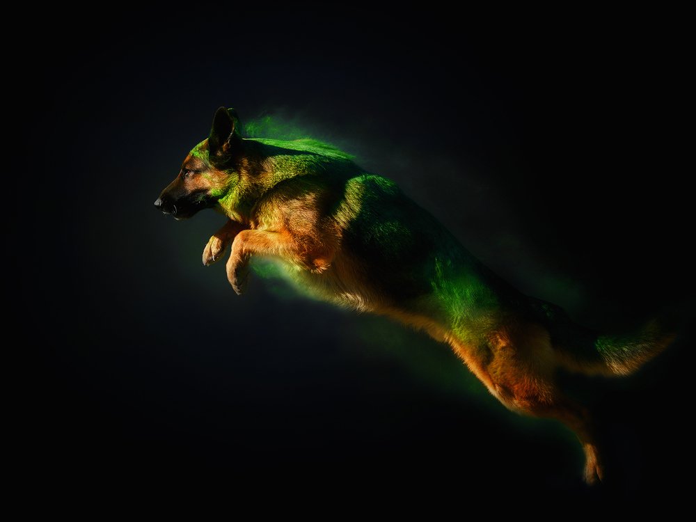 Адская собака