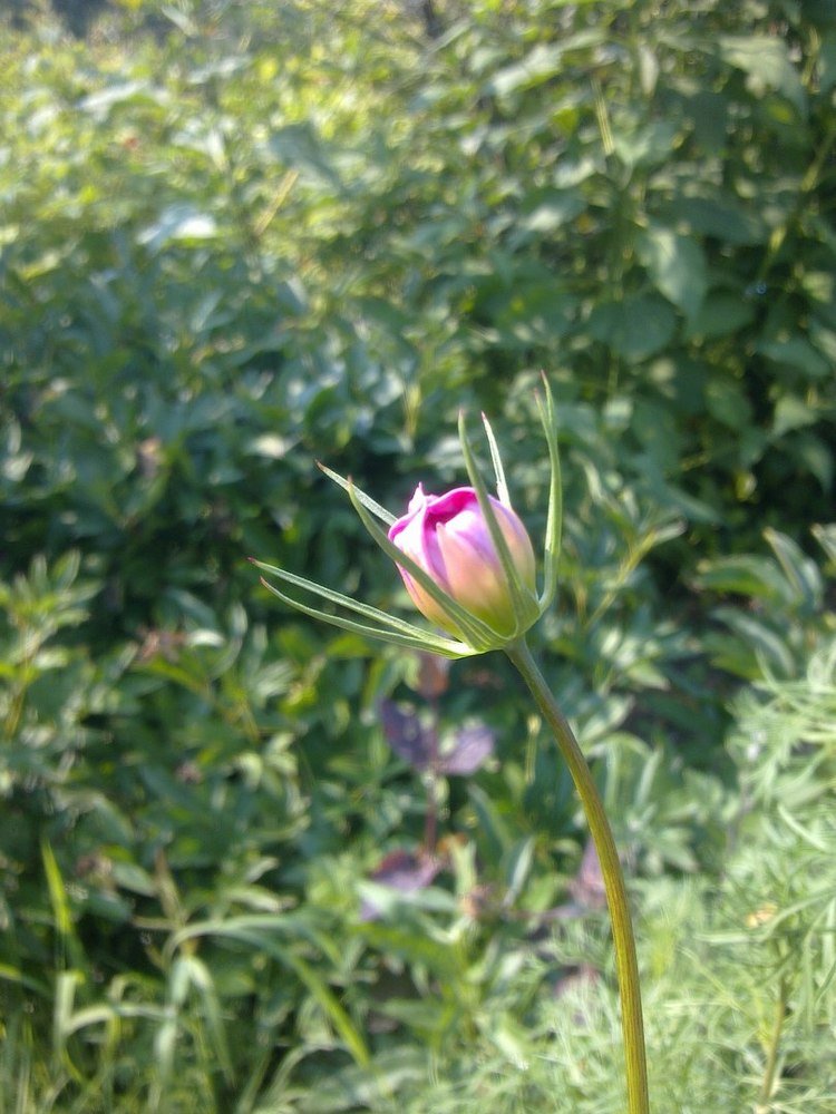 Выше- к солнцу