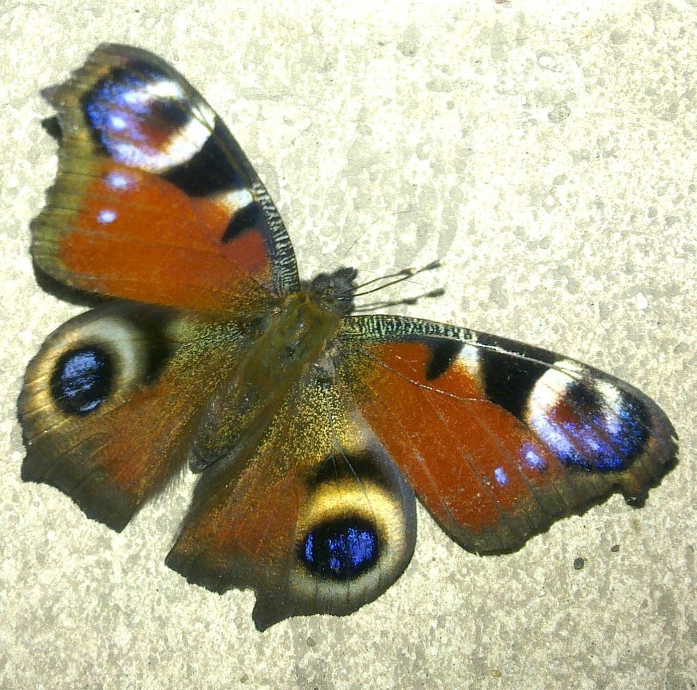 Взгляд природы