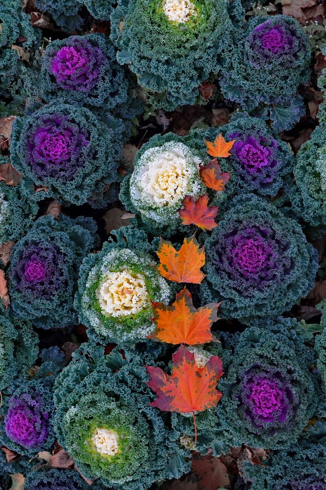 Осень Тима Бертона