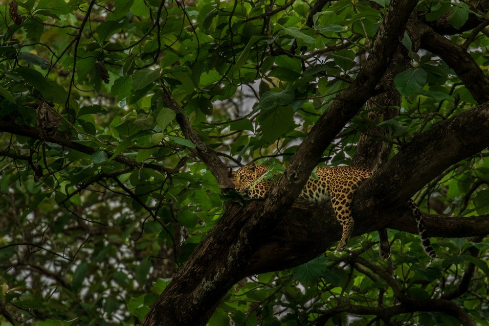 Majestic mount of the monarch