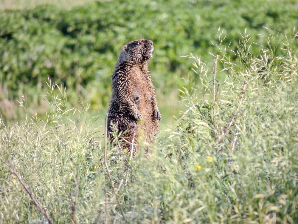 Мокрое утро.