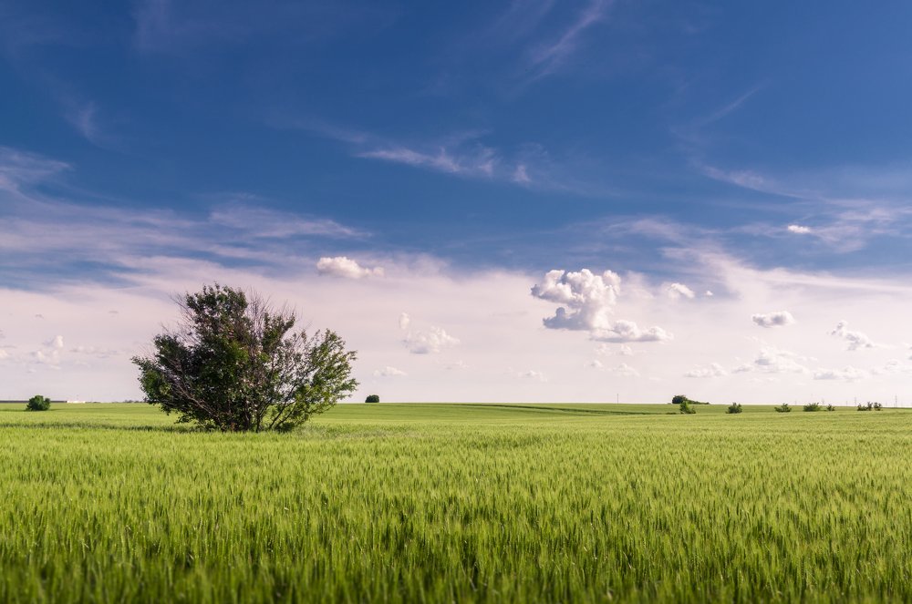 Tree in field