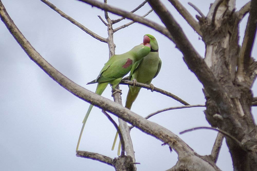 Alexander Parakeet