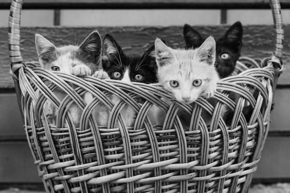 Фотография автора Андрей Серый