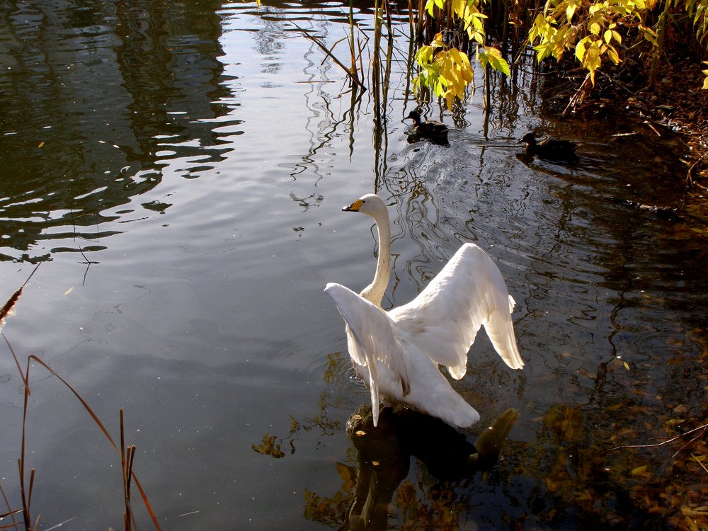 Photograph by Ирина Вассерлауф