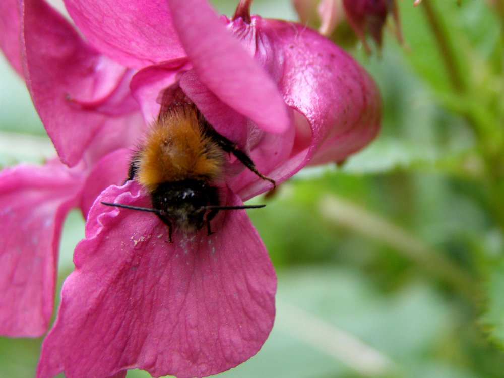Photograph by Ирина Вассерлауф