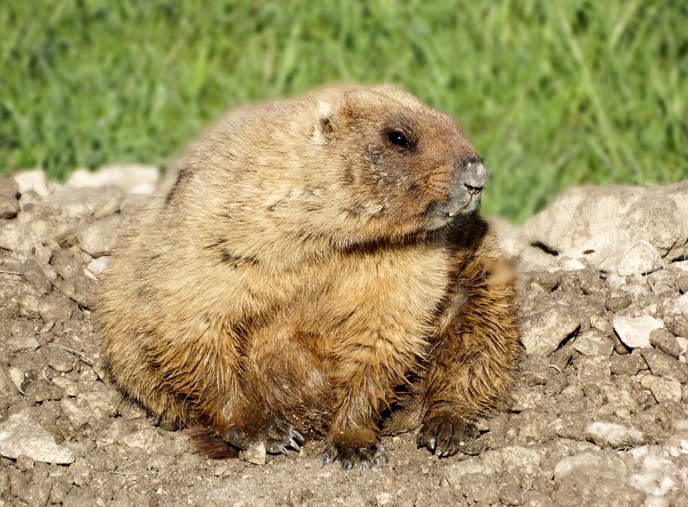 Я на солнышке сижу.