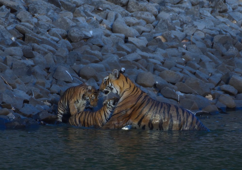 Tigress with cubs