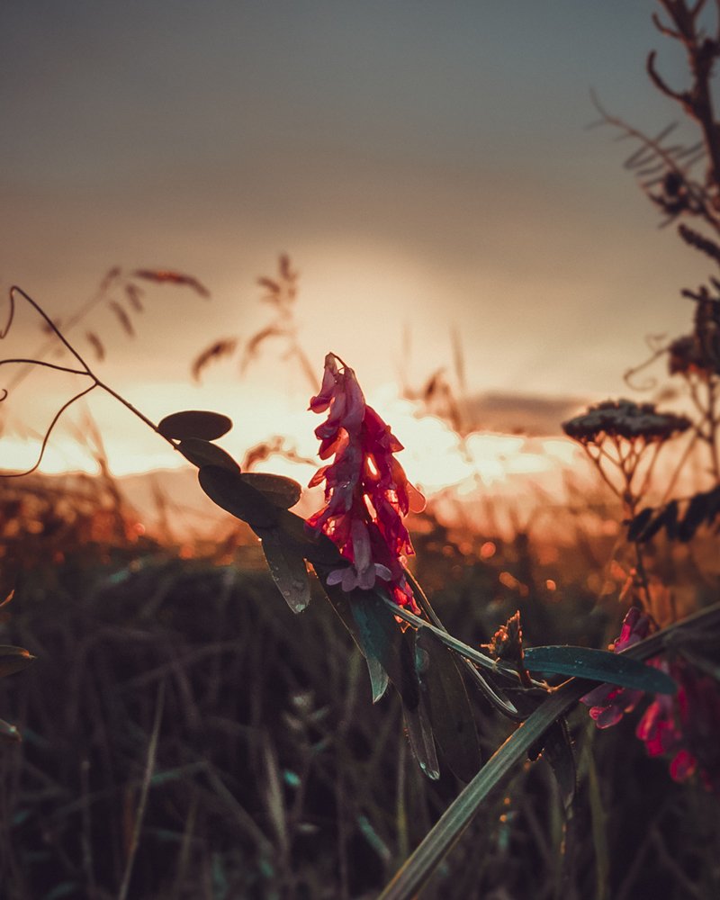 Sunset flower