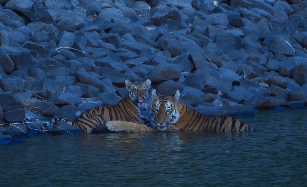Tigress with cub