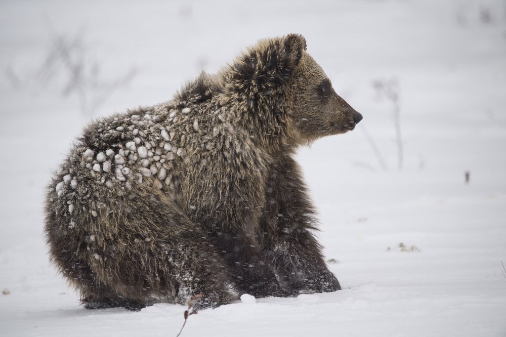Не рано ль я проснулся...