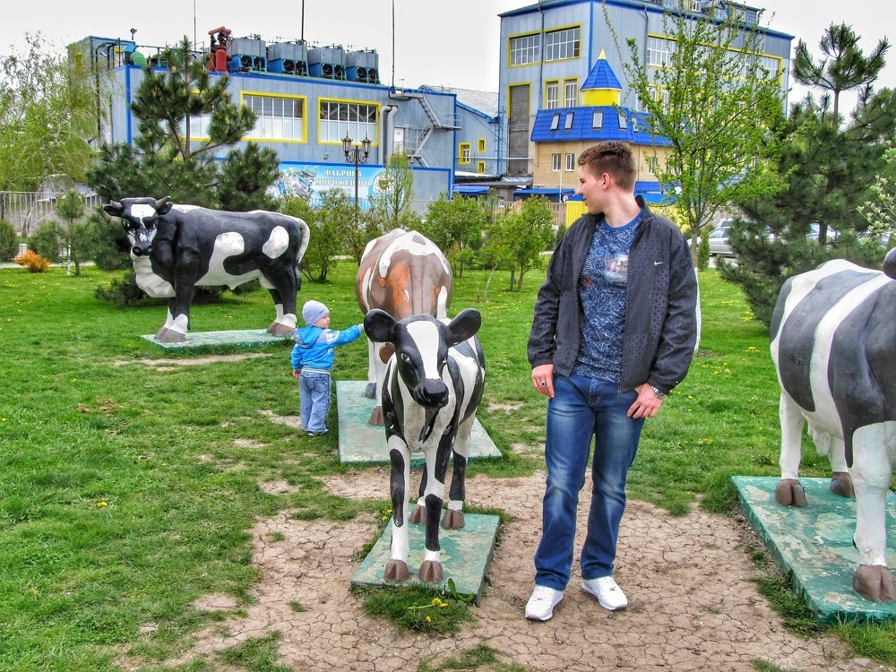 Интересные коровки