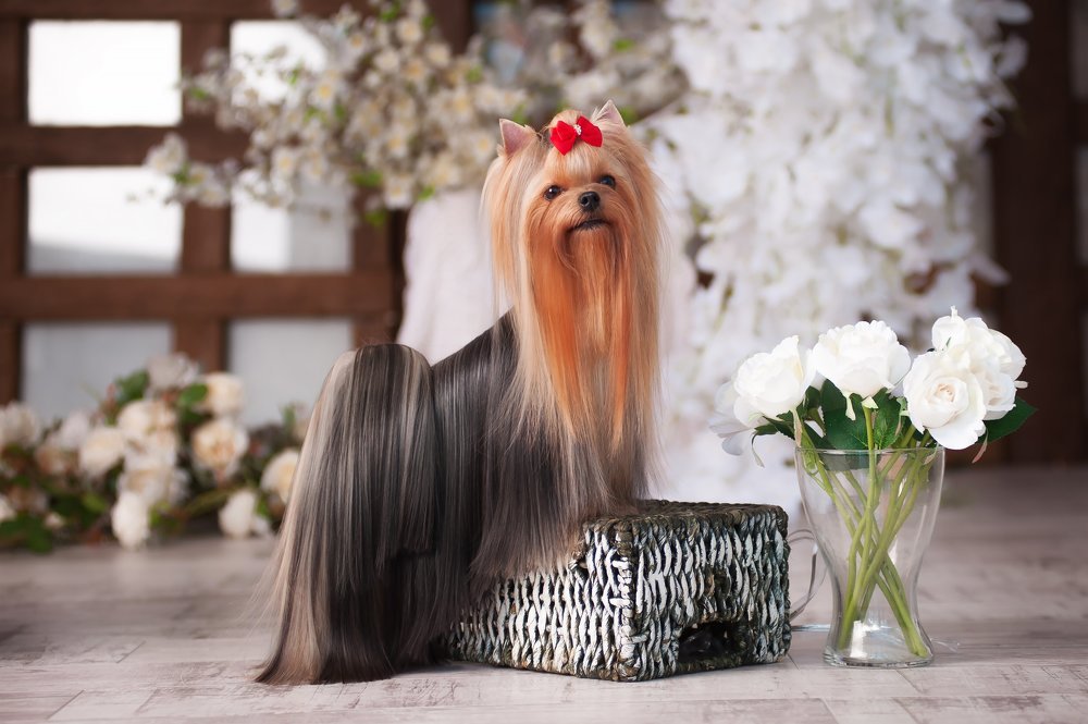 Photograph by Первенцева Елена