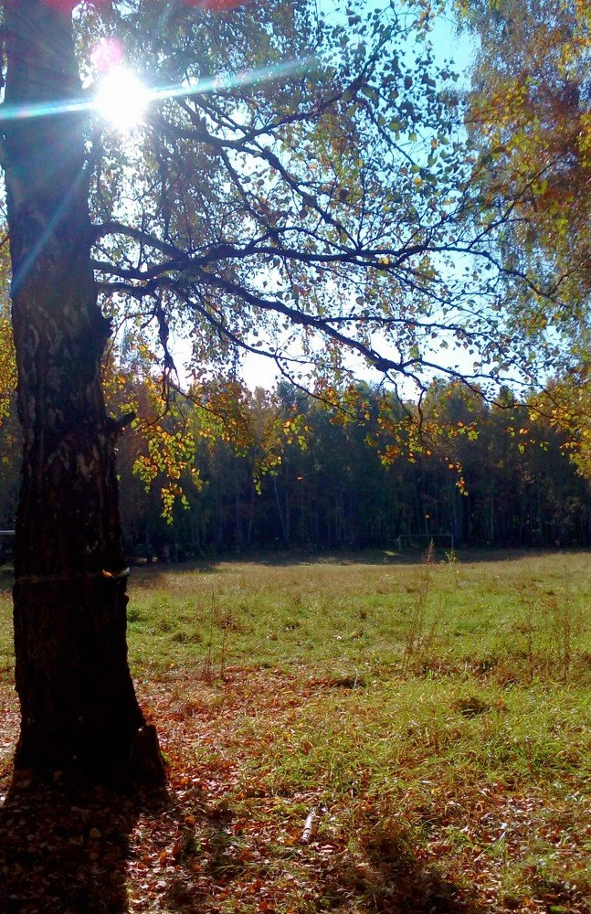 Дерево на свету