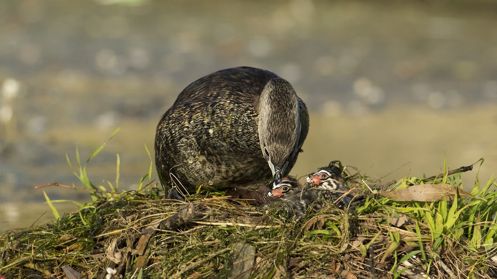 Pied Billed Grebe with chicks