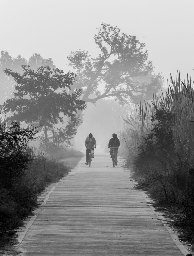 Foggy Morning