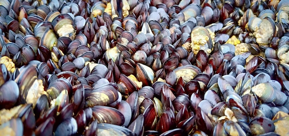 Musle . Les moules