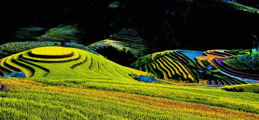 Rice Padding Field