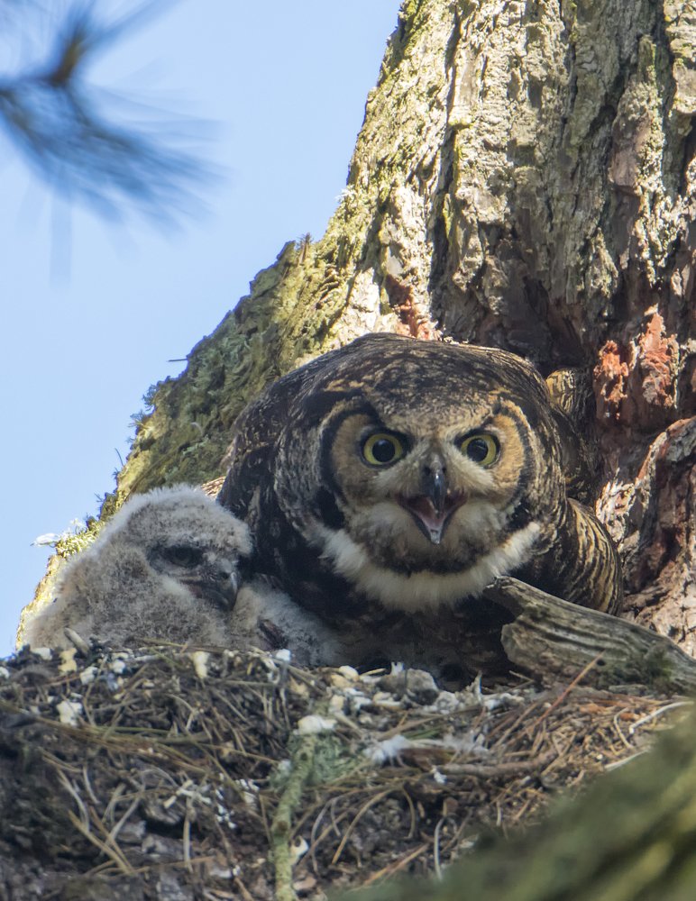 Great Horned Owl with owlets