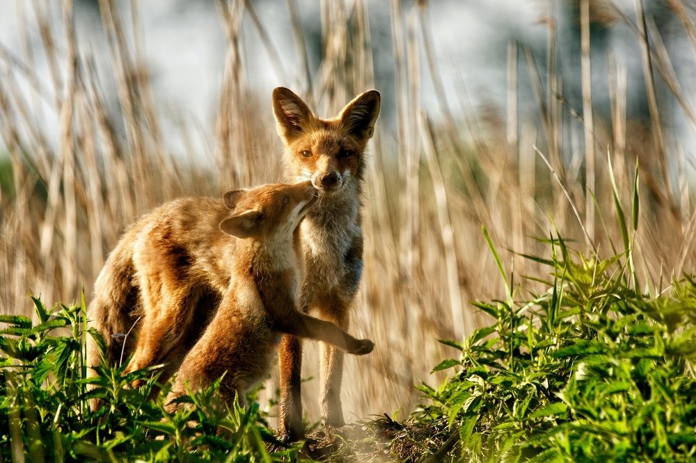 Лиса и лисёнок