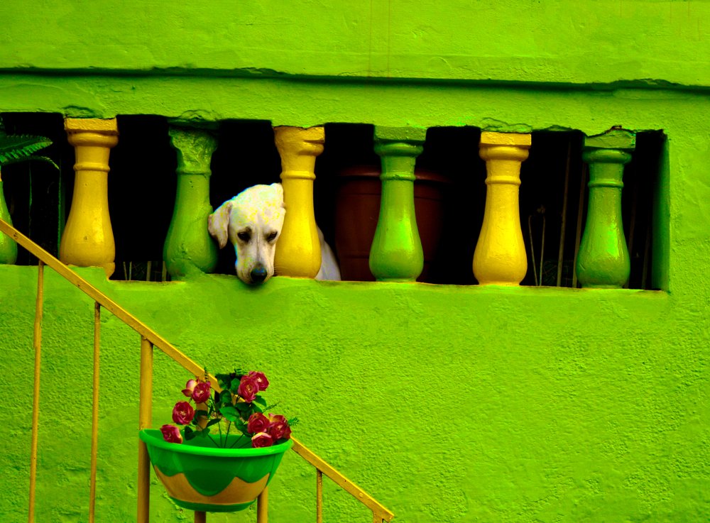 Dog is in love with red flowers