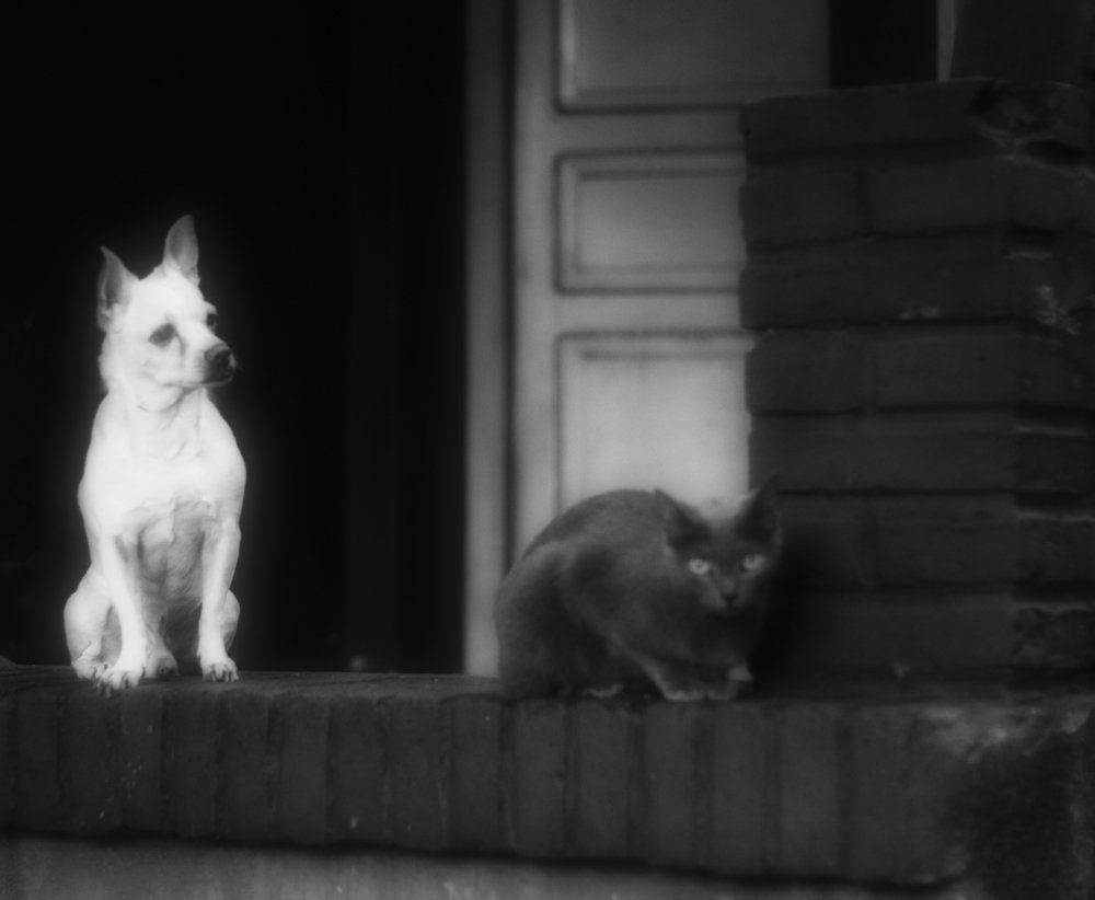 Cat and dog stray friends