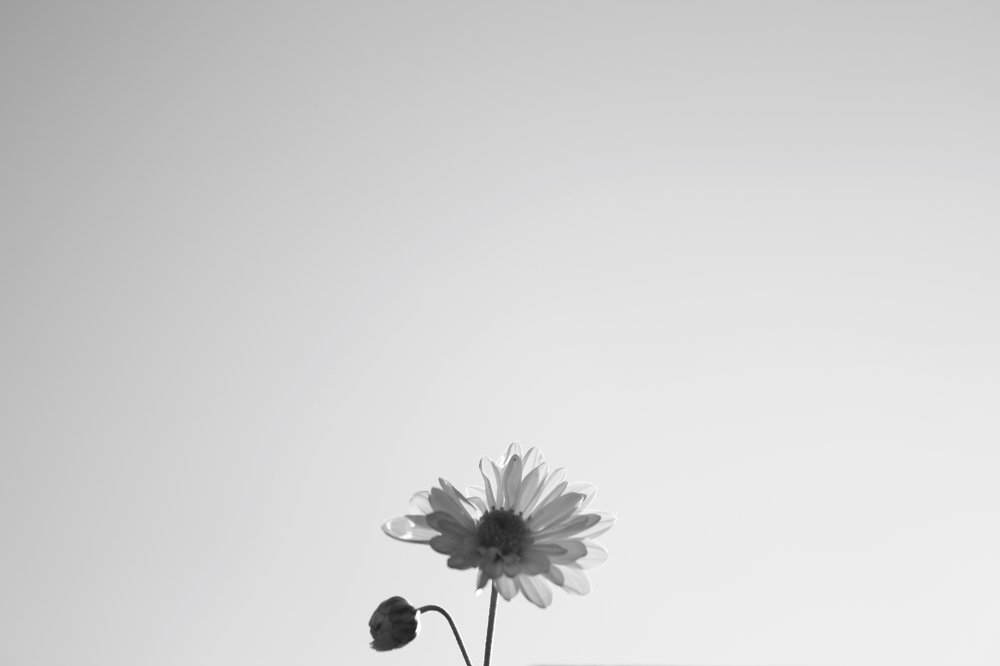 Flower fragile and small with all the power of beauty and love