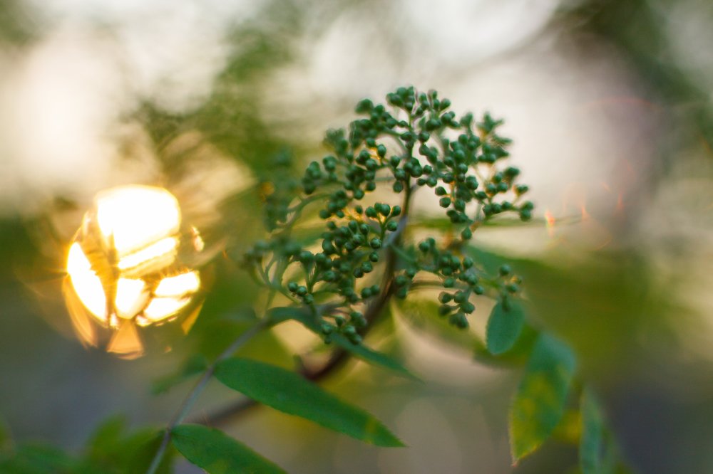 Закат в листве