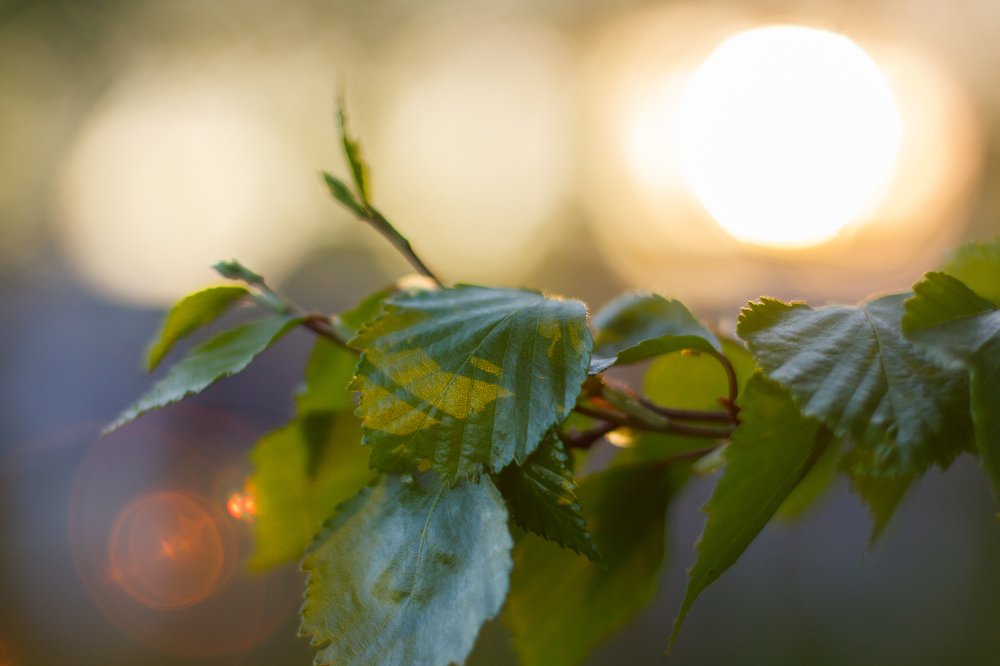 Закат в листве