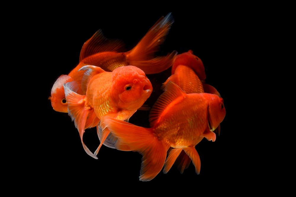 Dancing goldfish