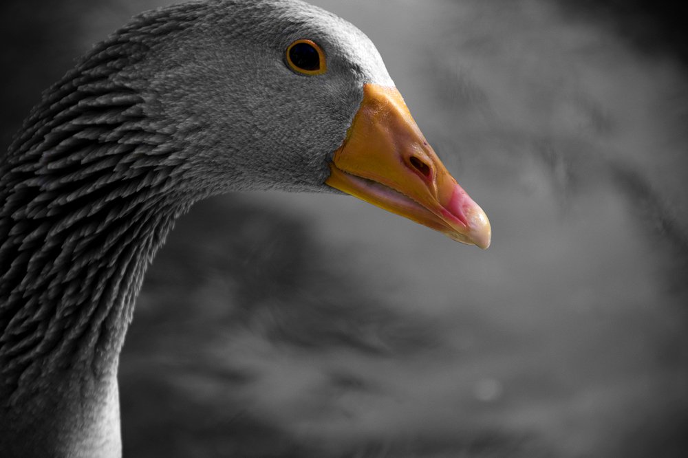 Greylag Goose