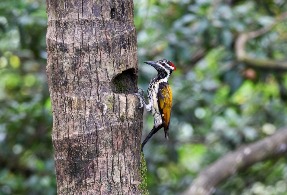 Lesser Golden Backed Woodpecker..