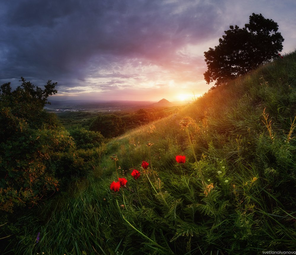 Реликтовые маки на Бештау, КМВ