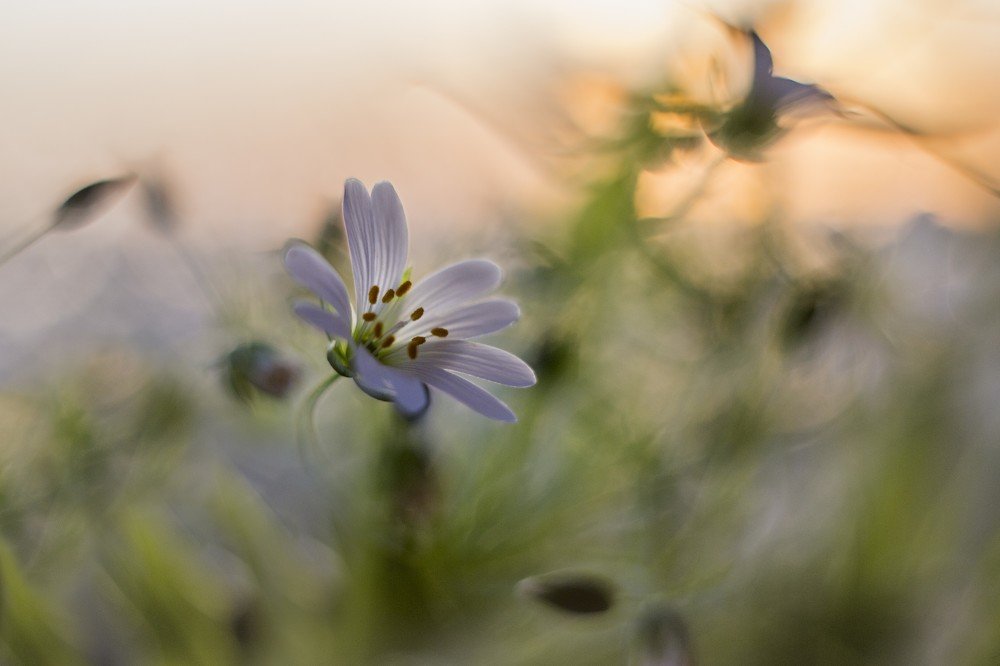 Звездчатка лесная
