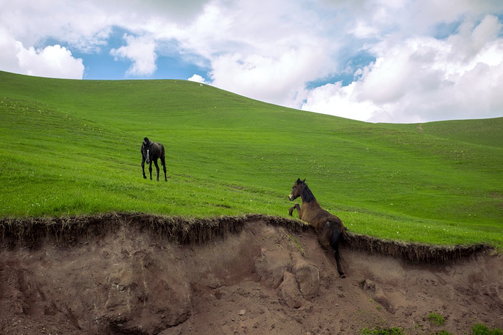 Horse of the day