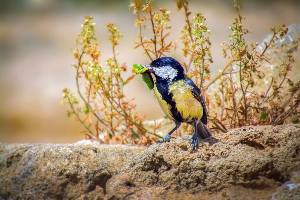 Удачливая синица