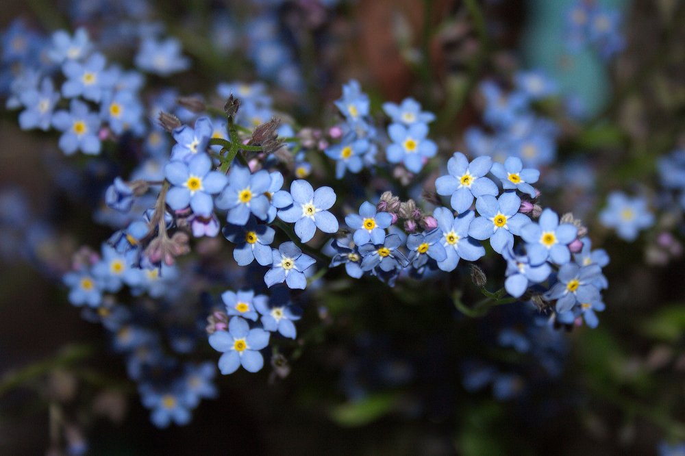 "Незабудка"