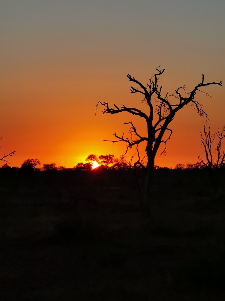 Morning in Africa bush