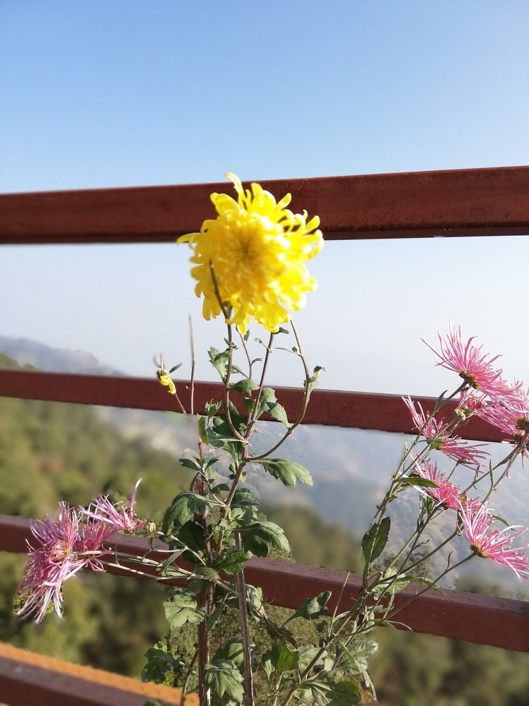 Flower