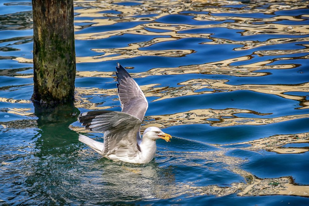 Чайка с хлебом