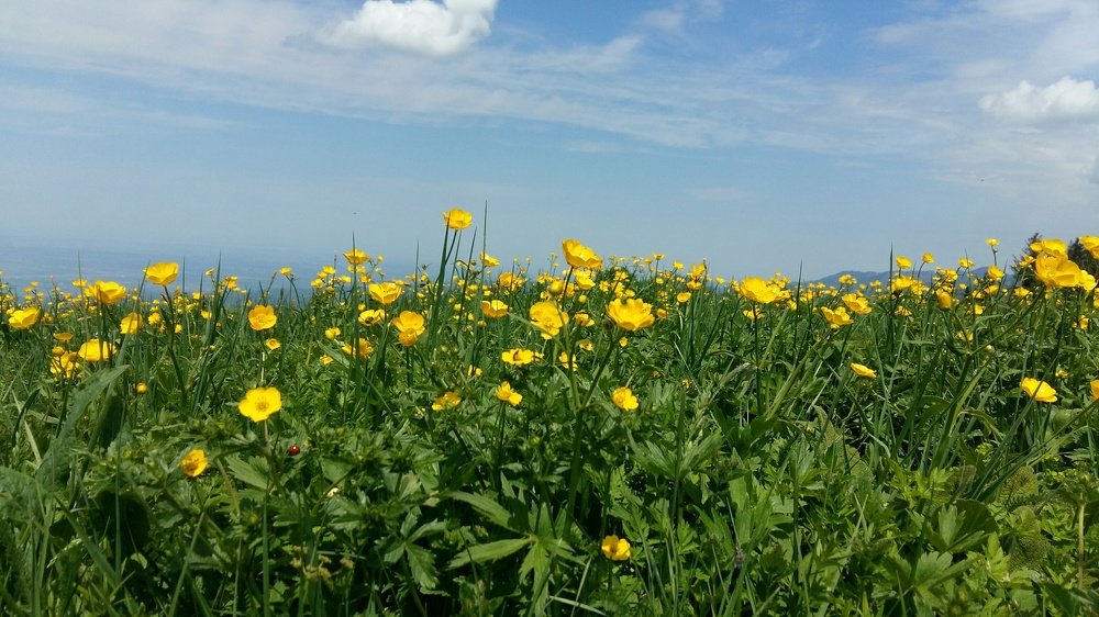 Кок Джайляо