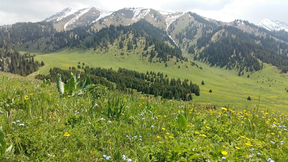 Кок Джайляо