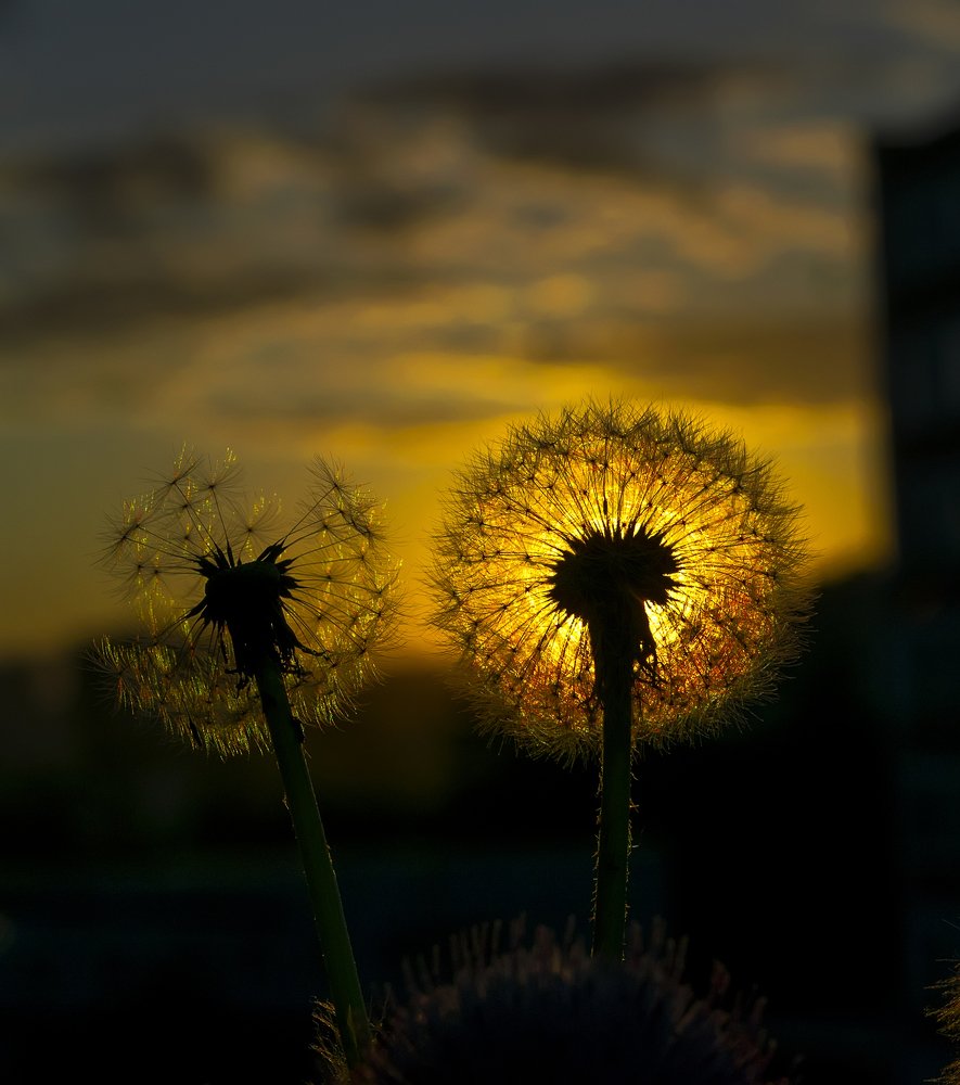 Силуэт одуванчиков на фоне яркого заката.