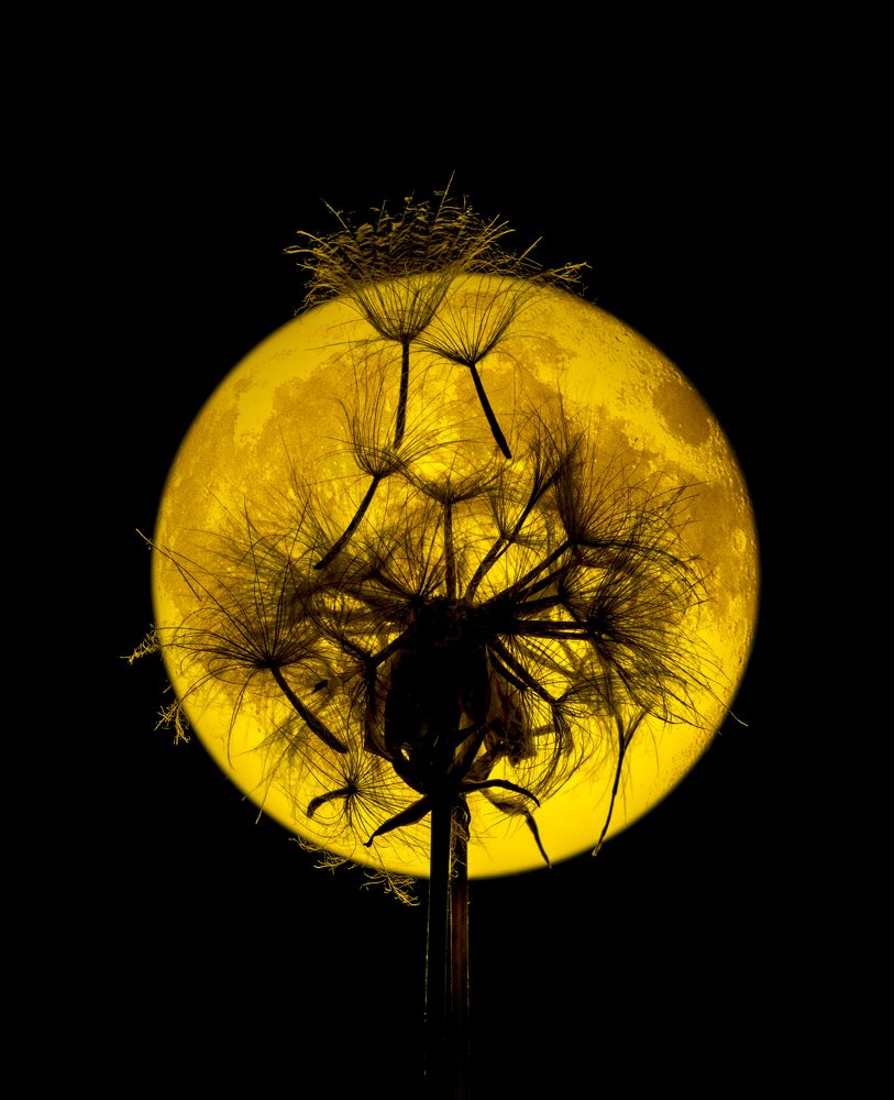 Силует одуванчика на фоне луны