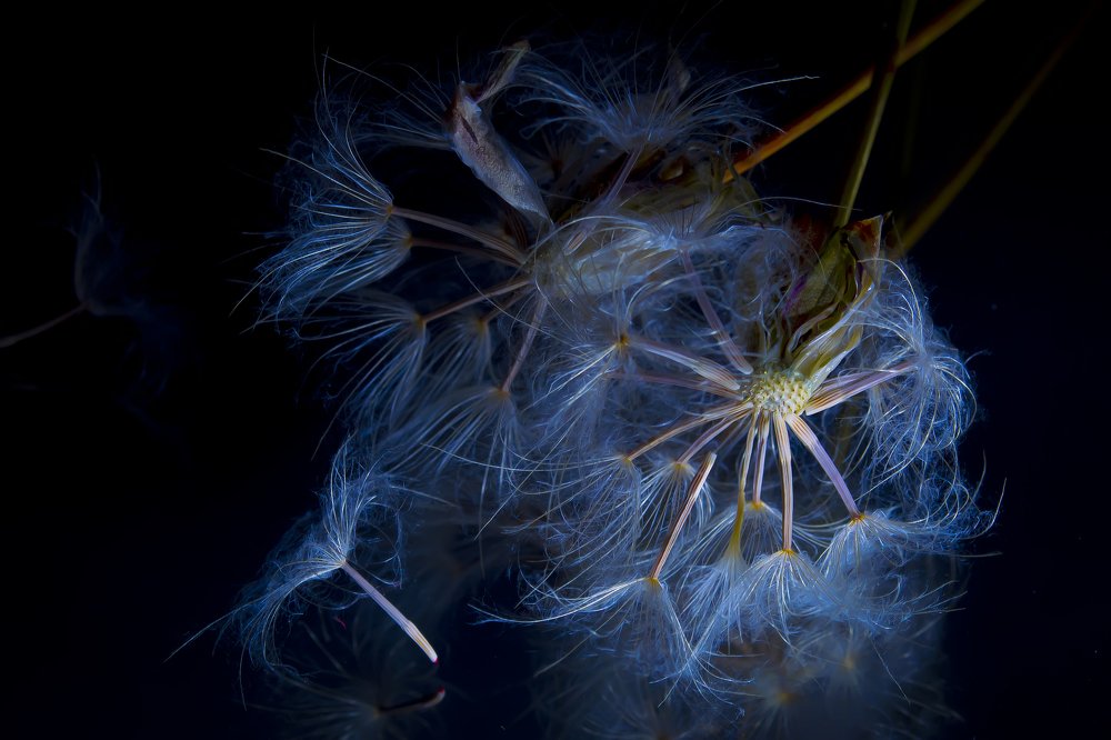 Лебединое озеро