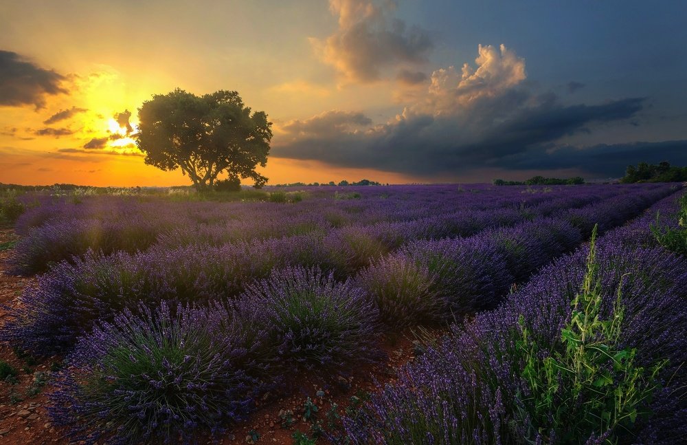 Лавандовый закат