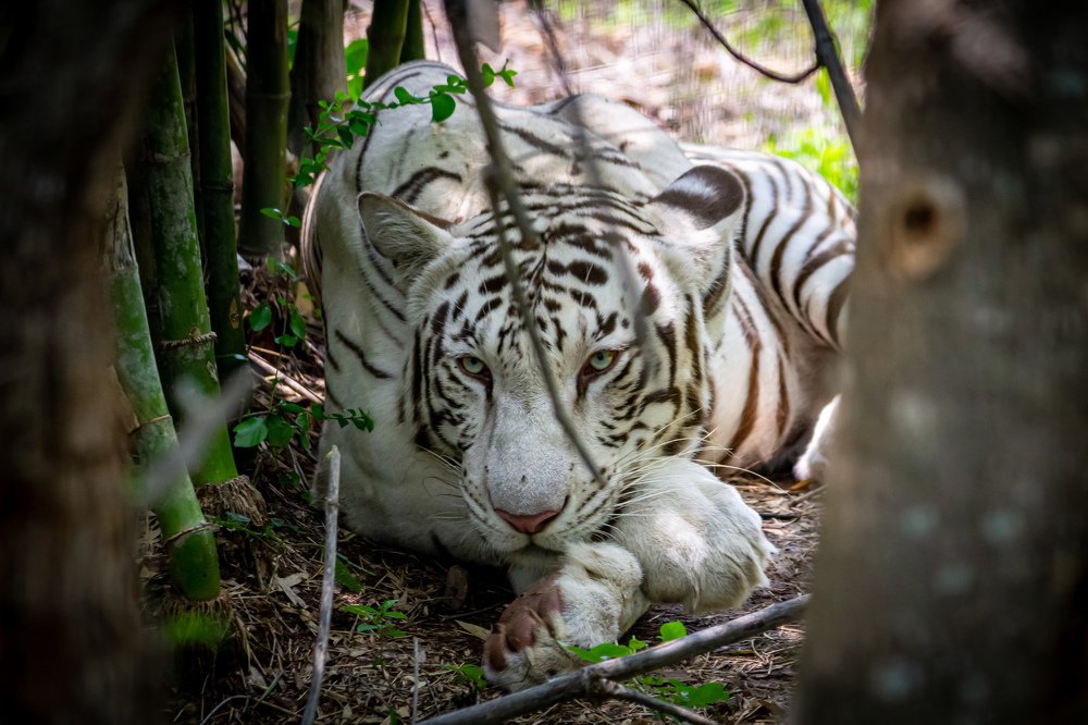 Beauty of white on the beast