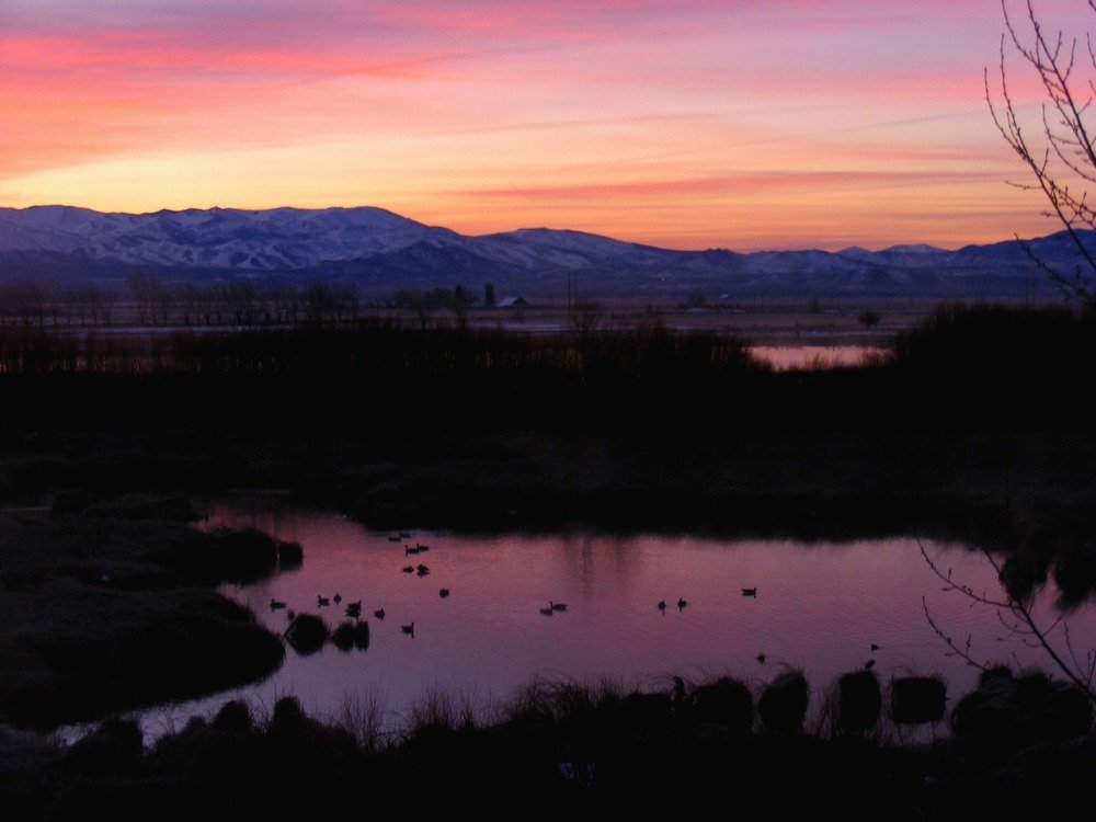 The pond