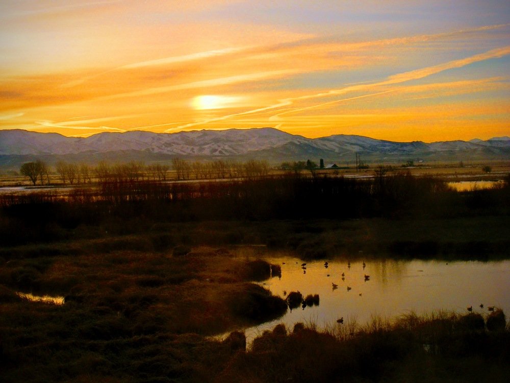 The pond
